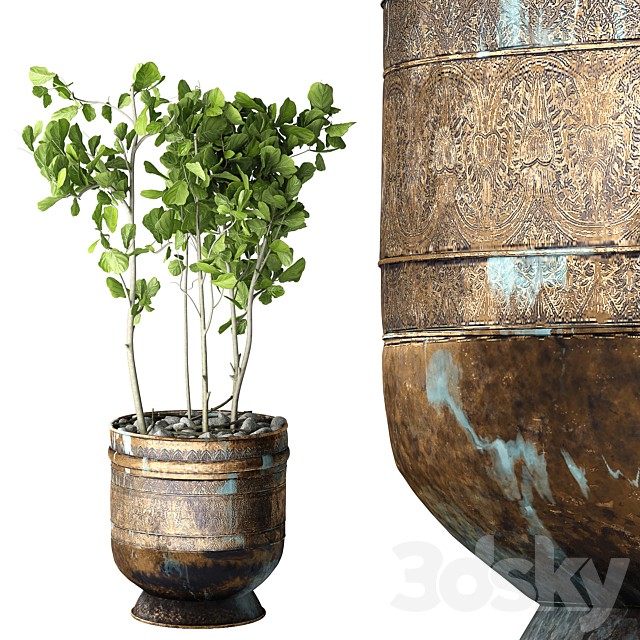 Ficus Lyrata