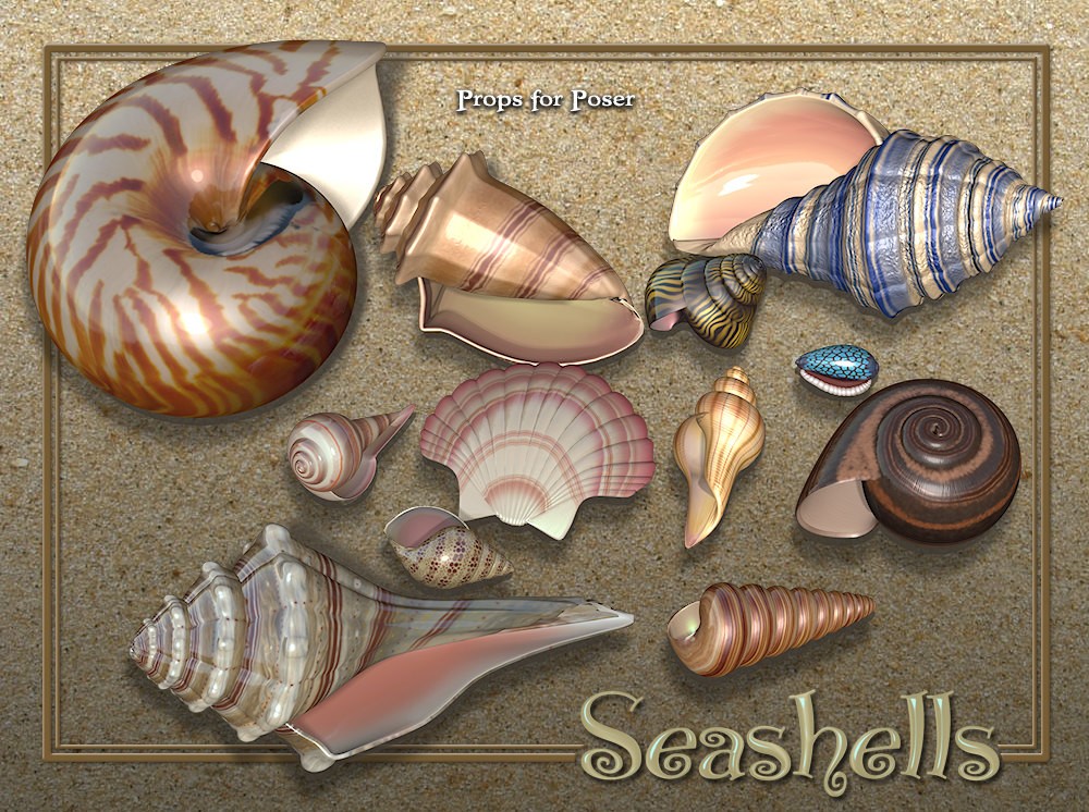 Exnem Seashells