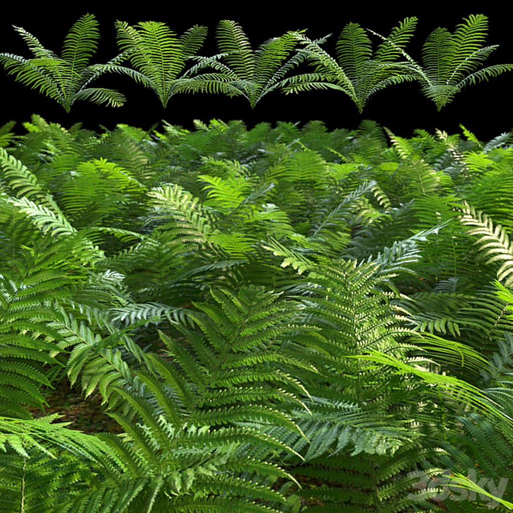 Set of ferns