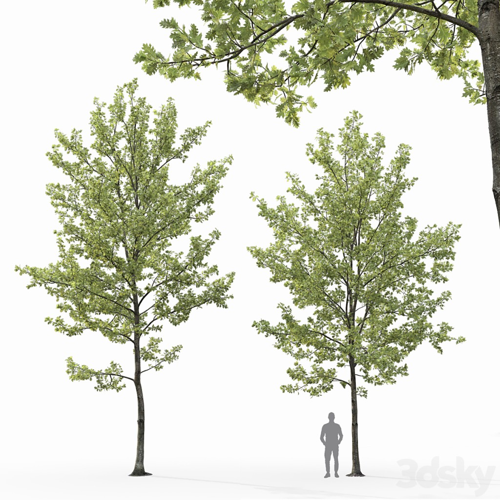 Quercus