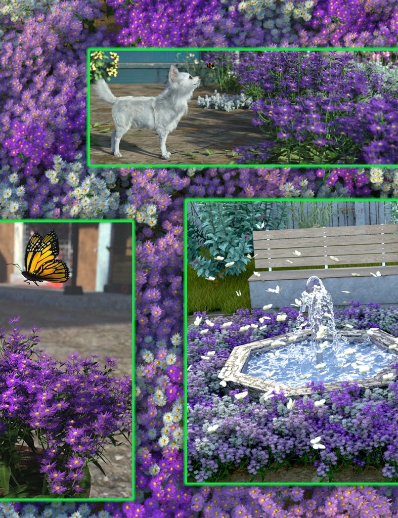 Garden Flowers – New York Asters