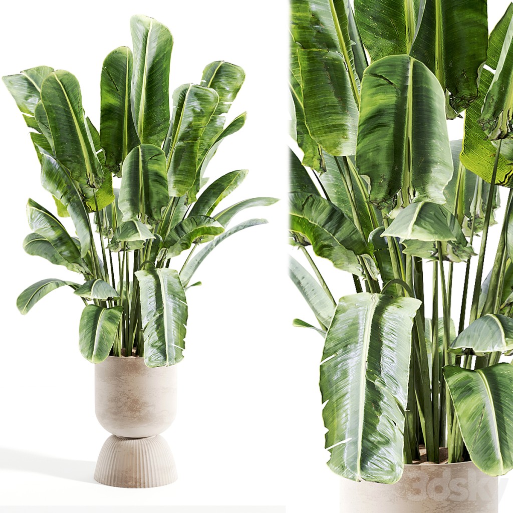 indoor plant 338