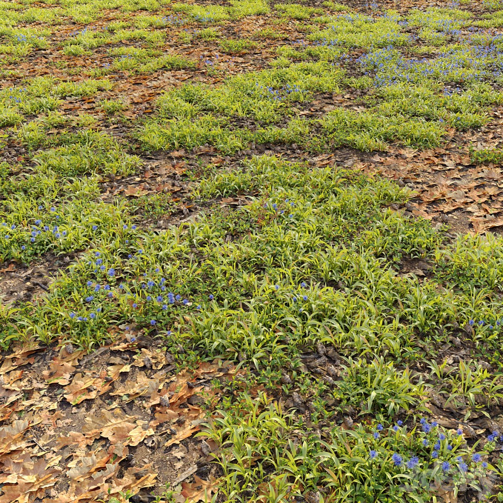 Forest ground