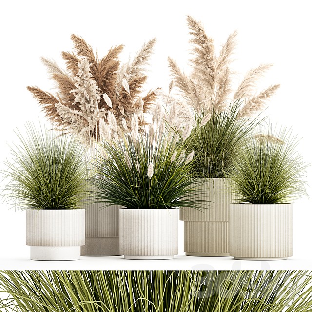 Plant collection 1461