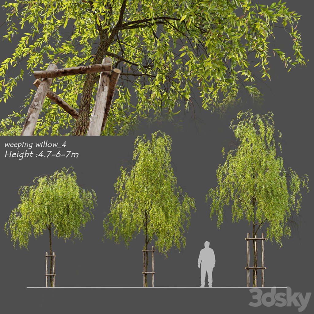 Weeping willow_4