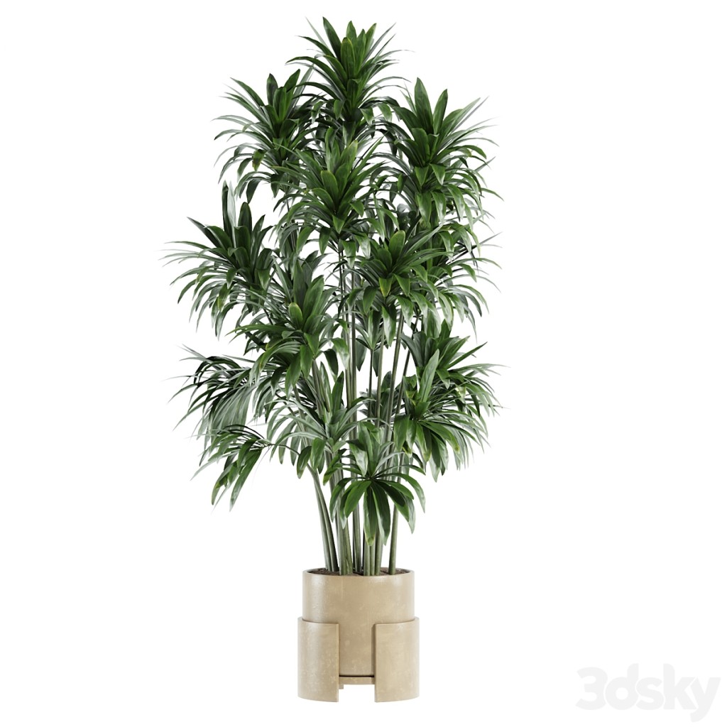 set23 indoor plant