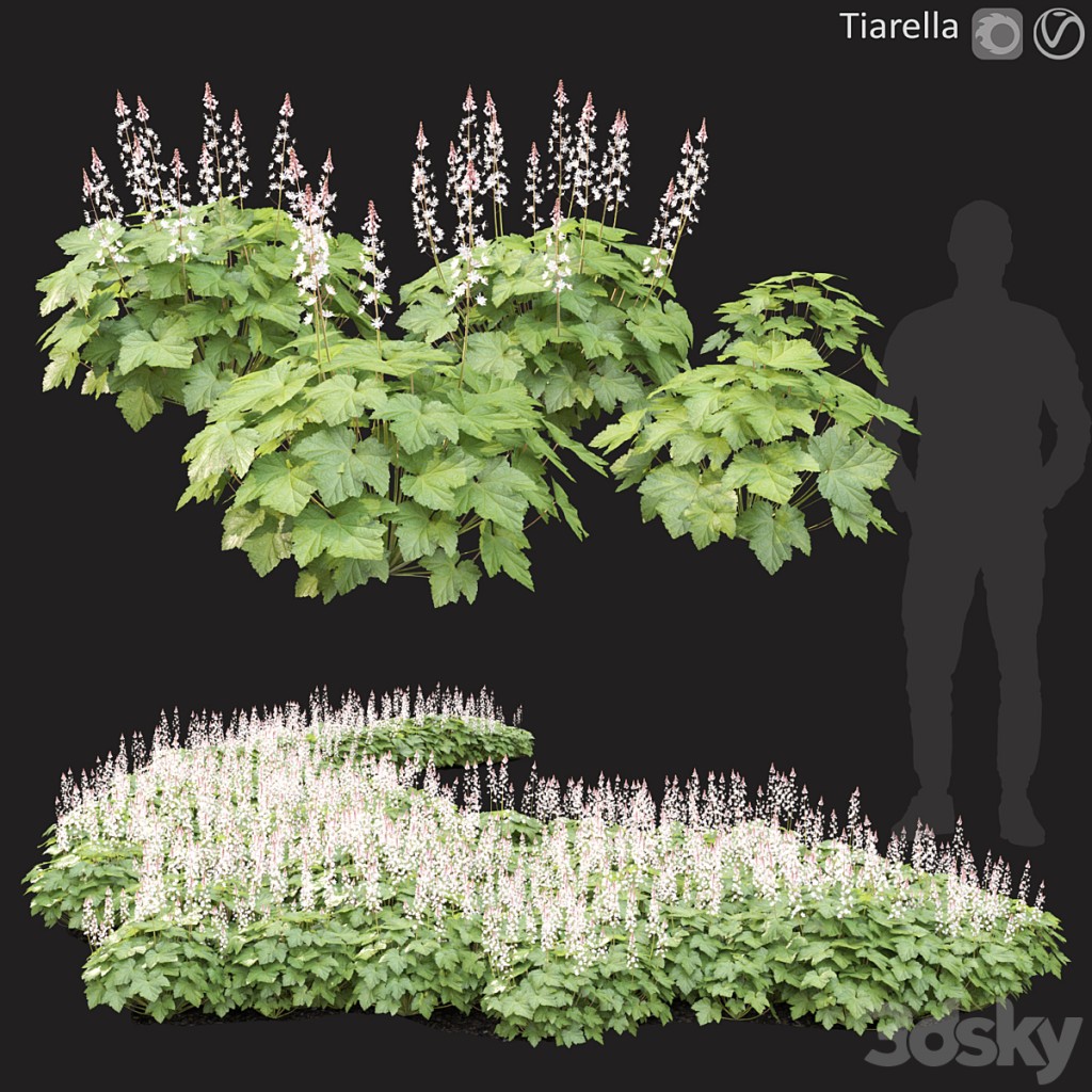 Tiarella # 2