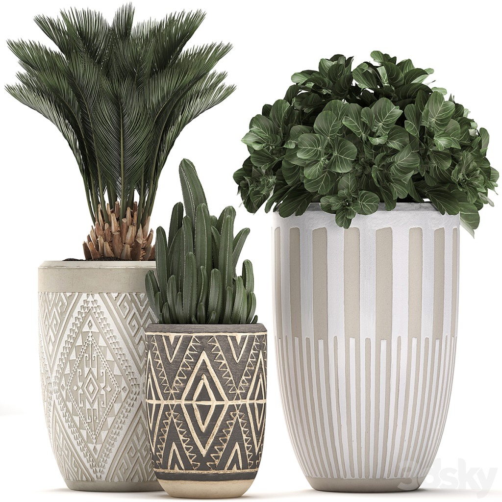 Collection of small plants in ethnic aged pots with Cactus, Date palm, flower. Set 476.