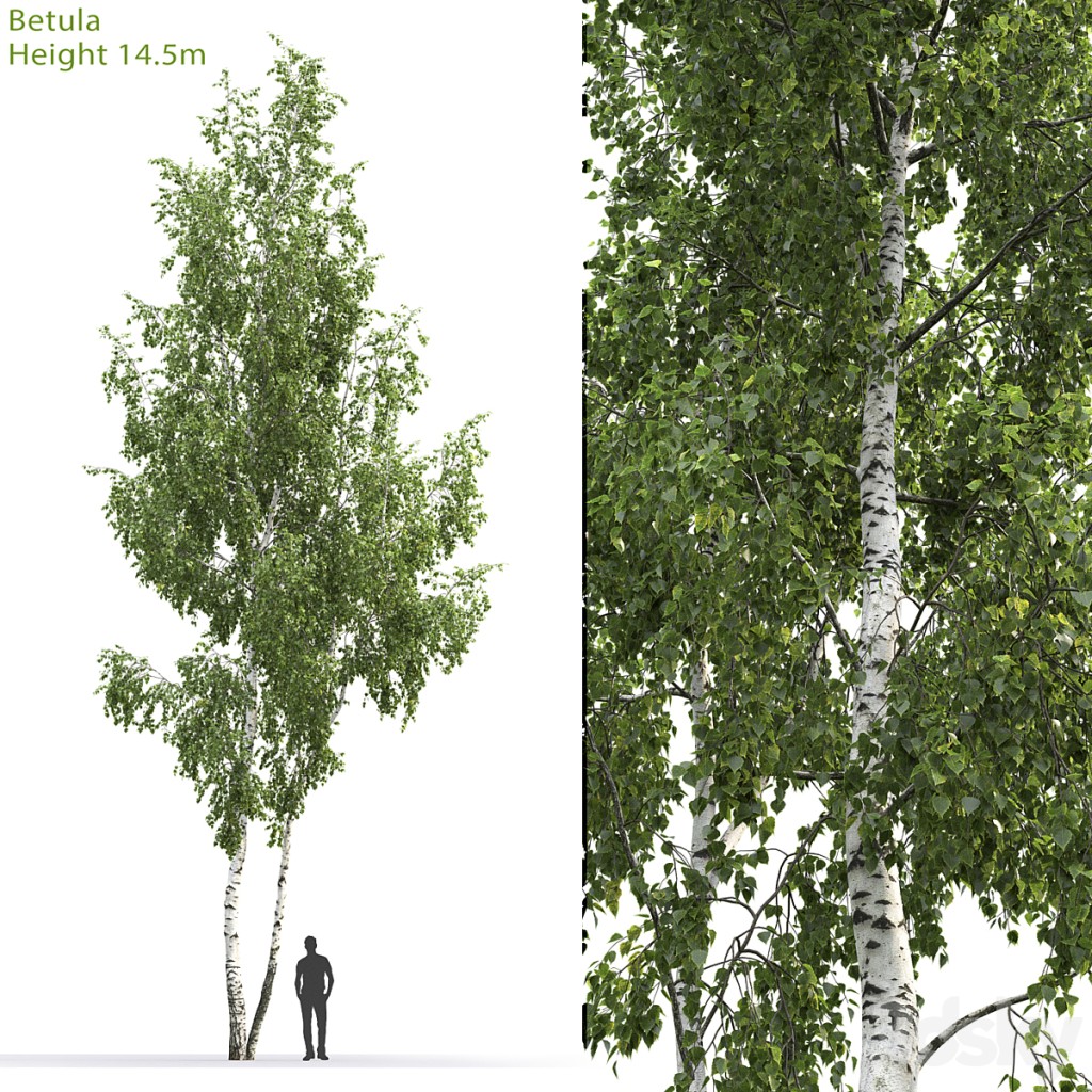Betula # 6 (14.5m)