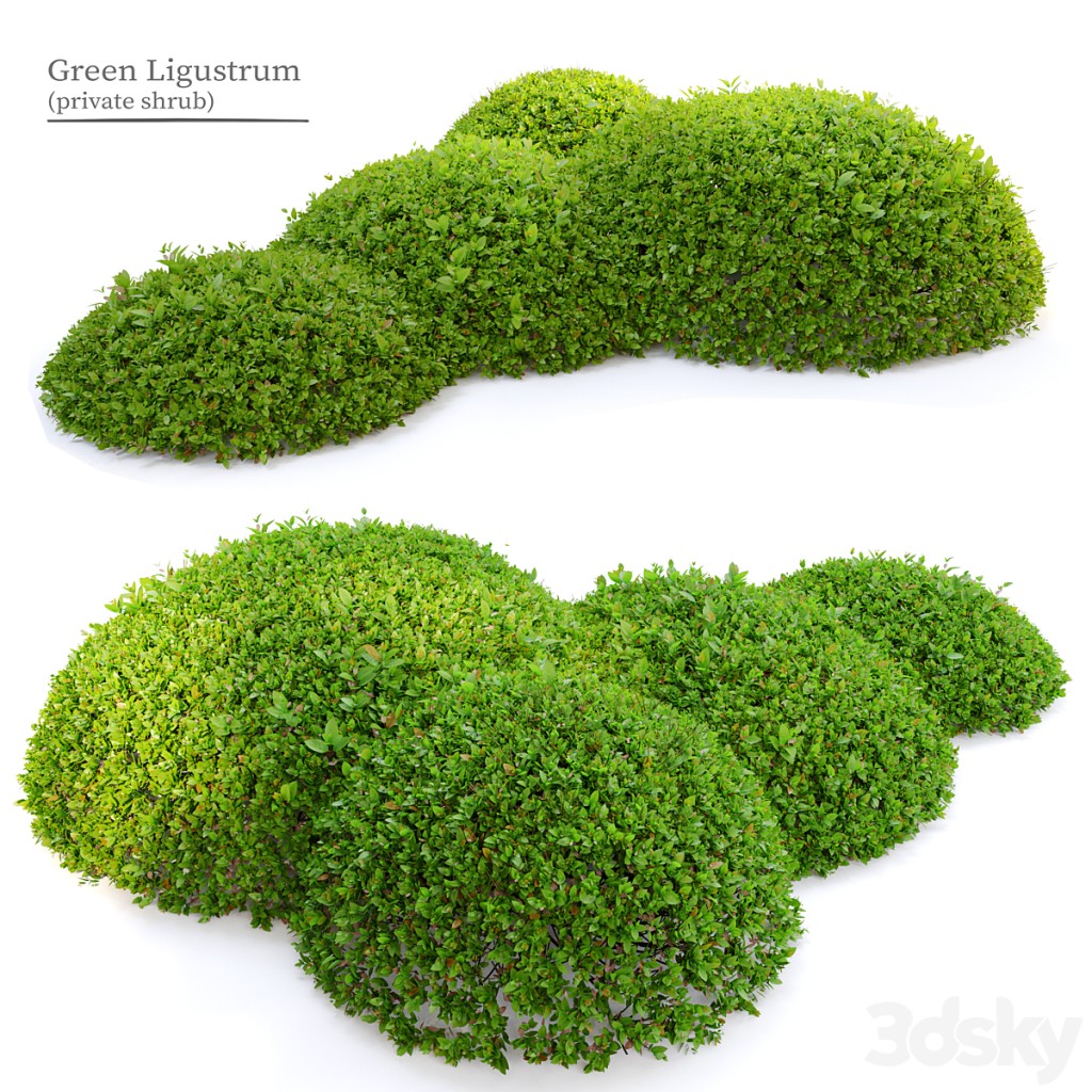 Green Ligustrum