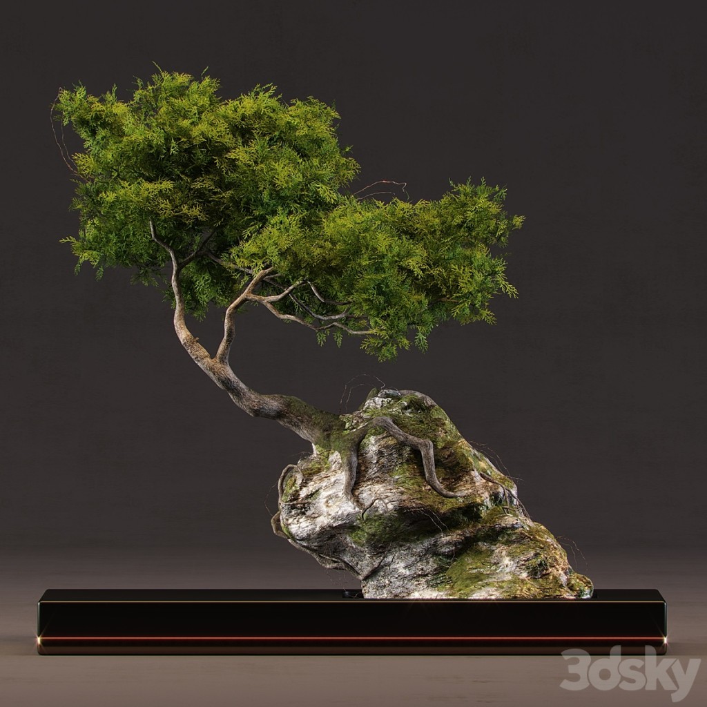 Bonsai