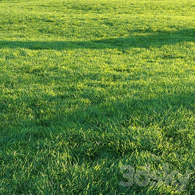 Grass