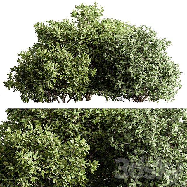 Mixed Plant Bush Set 134