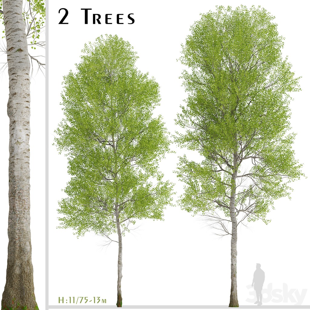 Set of European aspen Trees (Populus tremula) (2 Trees)