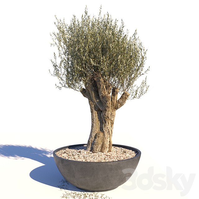 Old Olive Tree