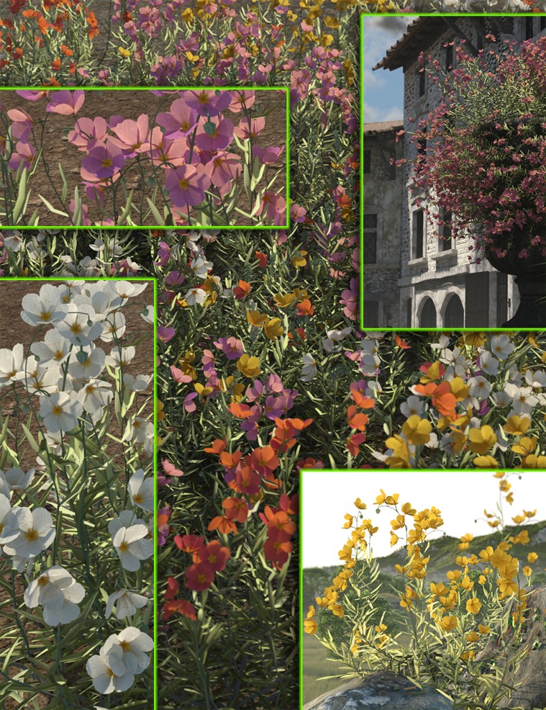 Cottage Garden Flowers – Rockrose