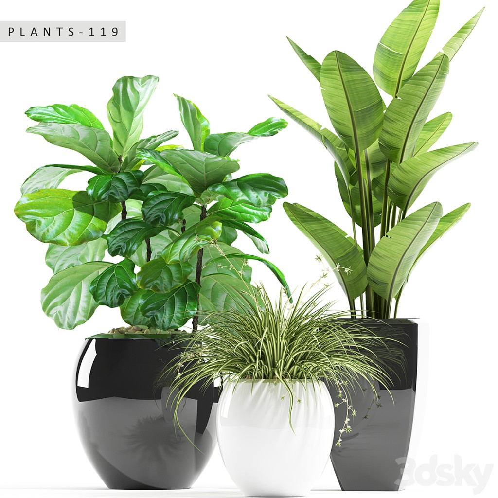 PLANTS 119