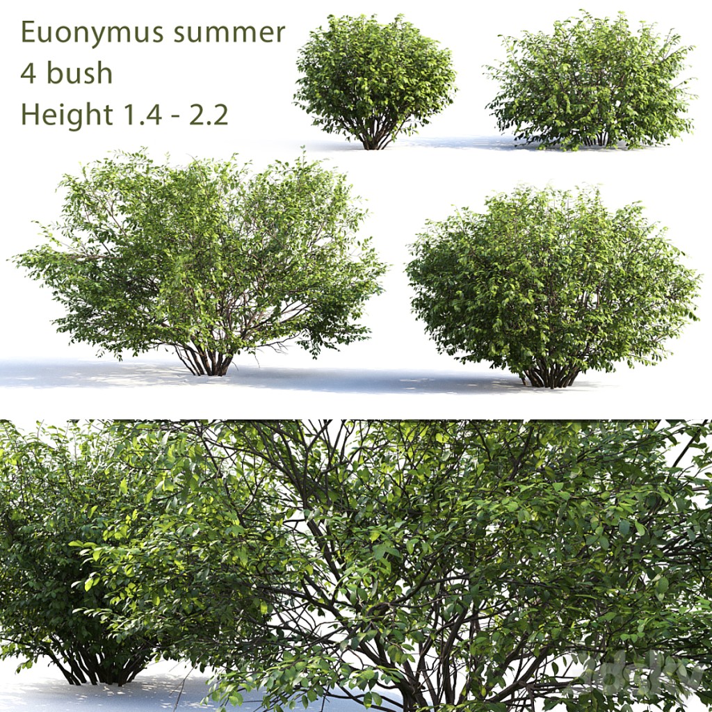 Euonymus # 4 (Summer)