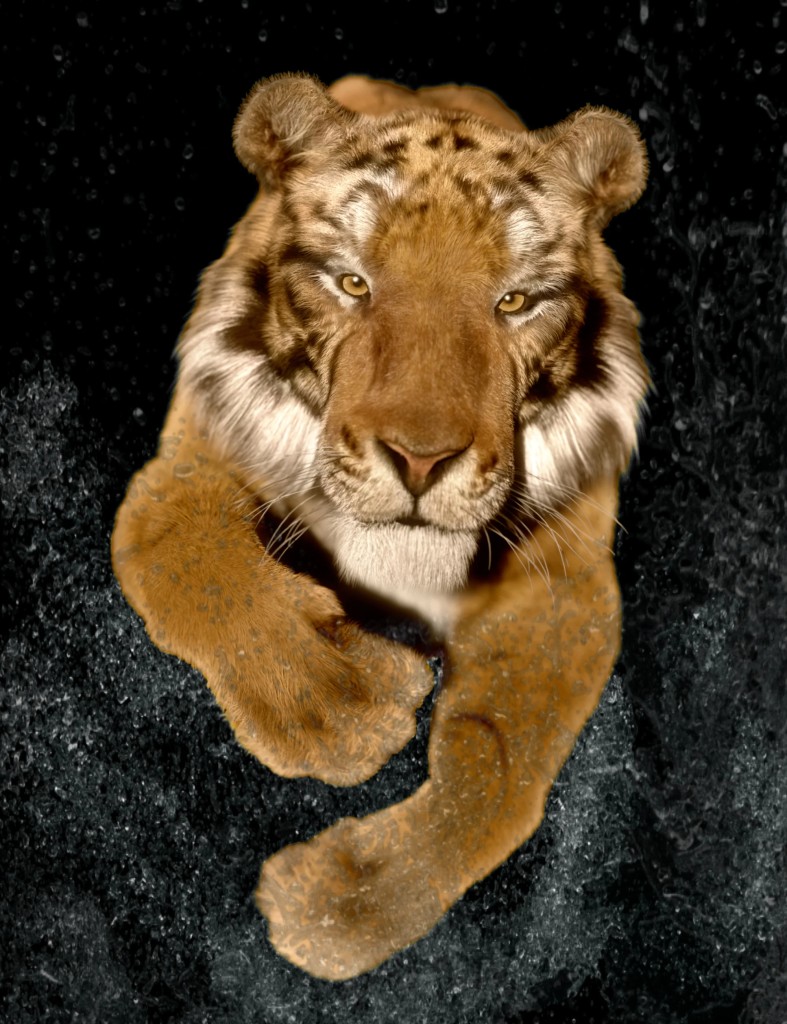 Felidae by AM - Tiger