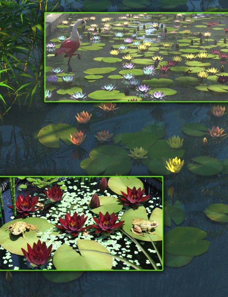 Water Lily