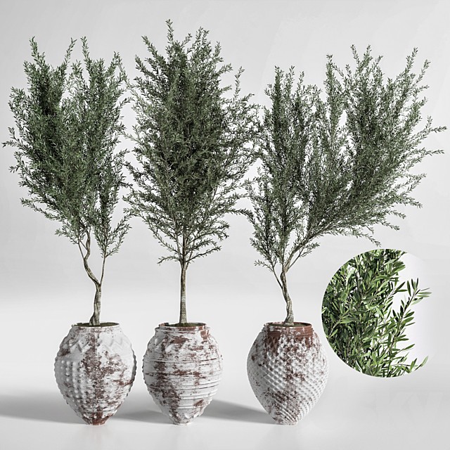 Indoor Plant Olive Set 03