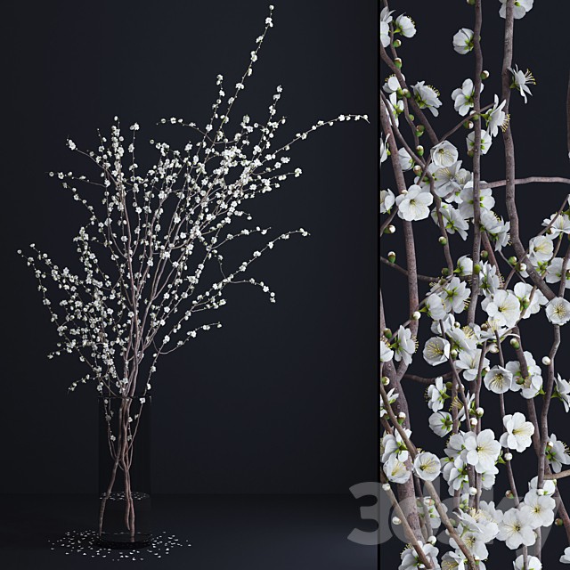Prunus White Blossom