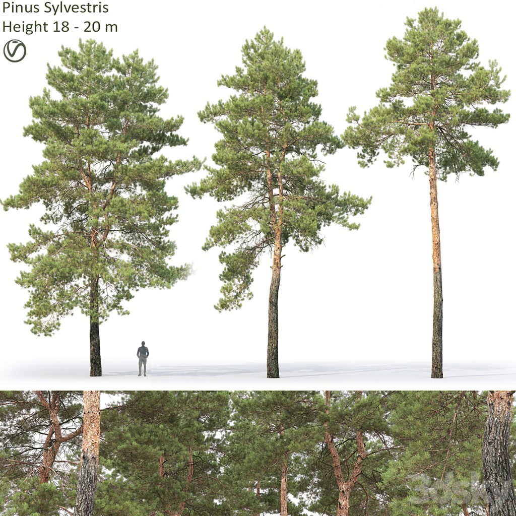 Pine