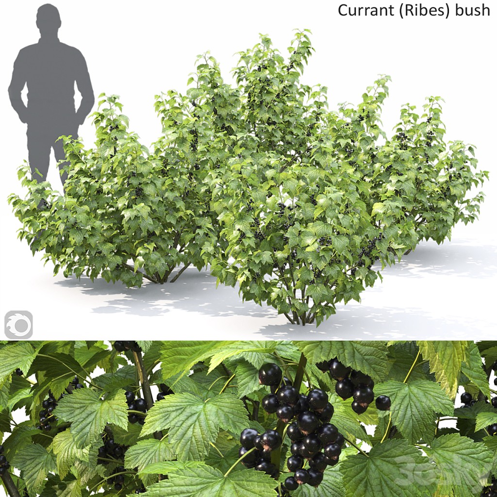 Currant bush