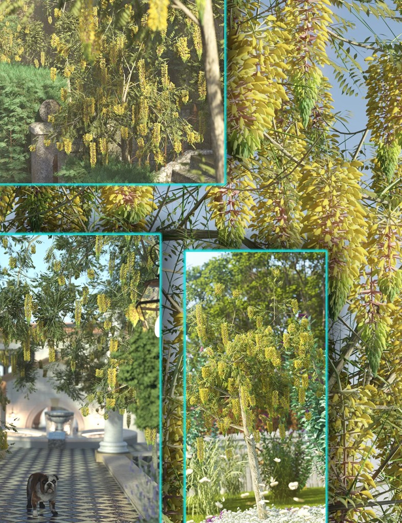 Flowering Trees - Laburnum