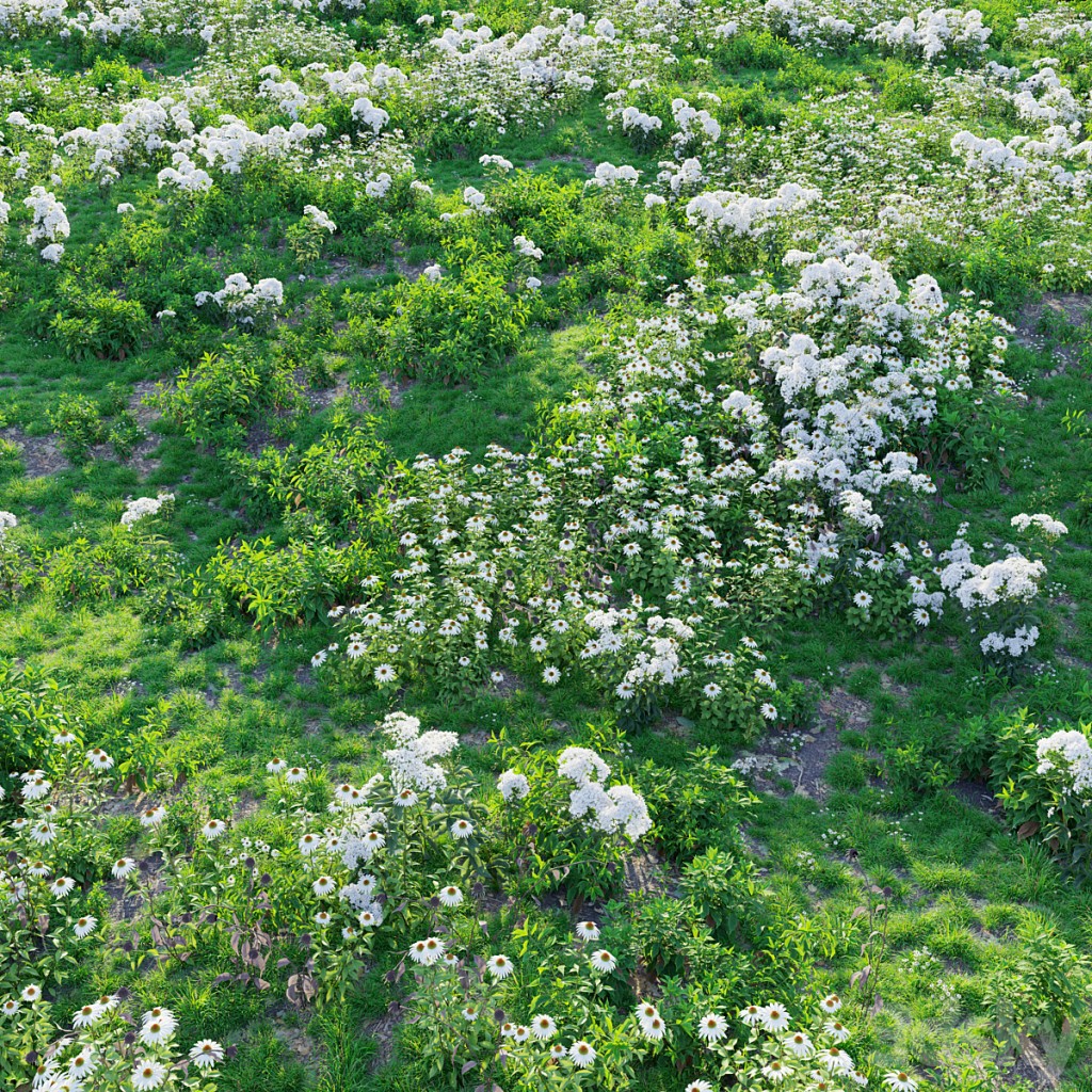 Meadow 28