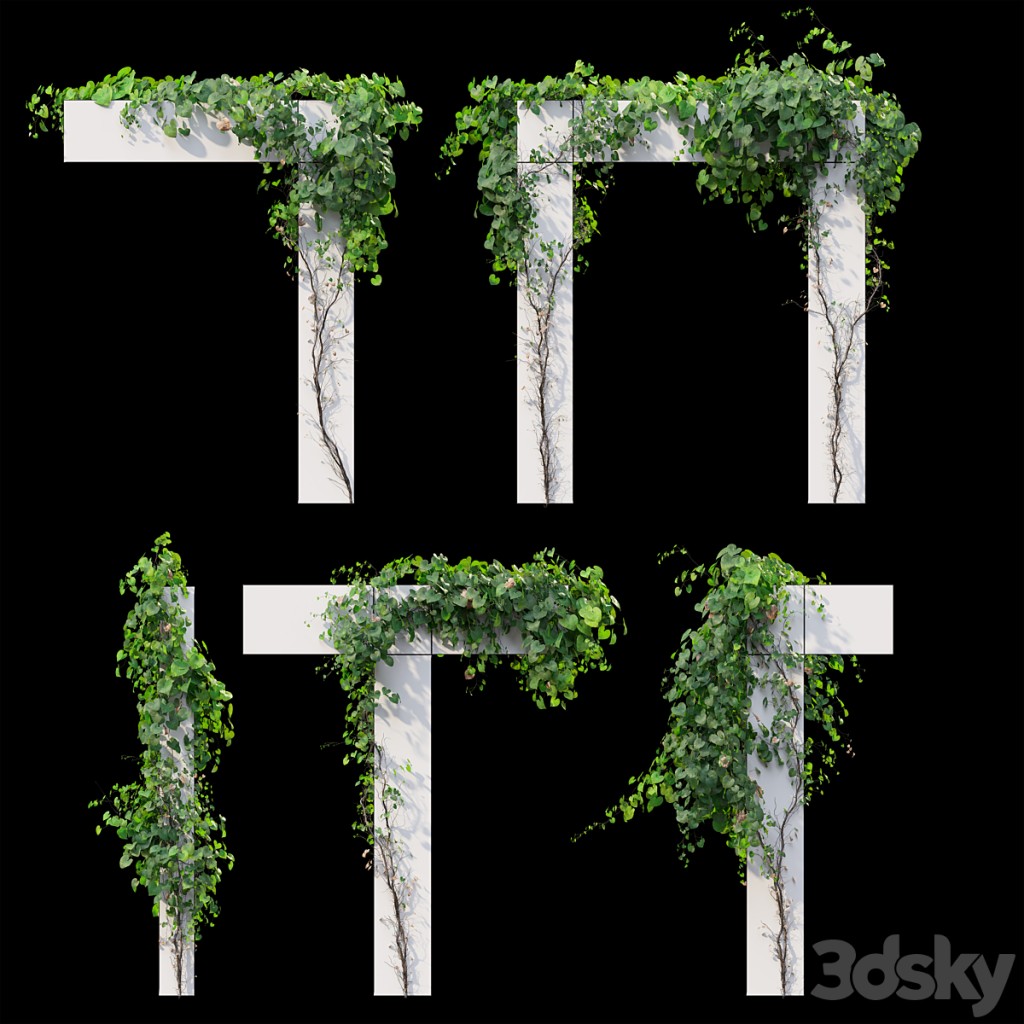 Vine Plant 11