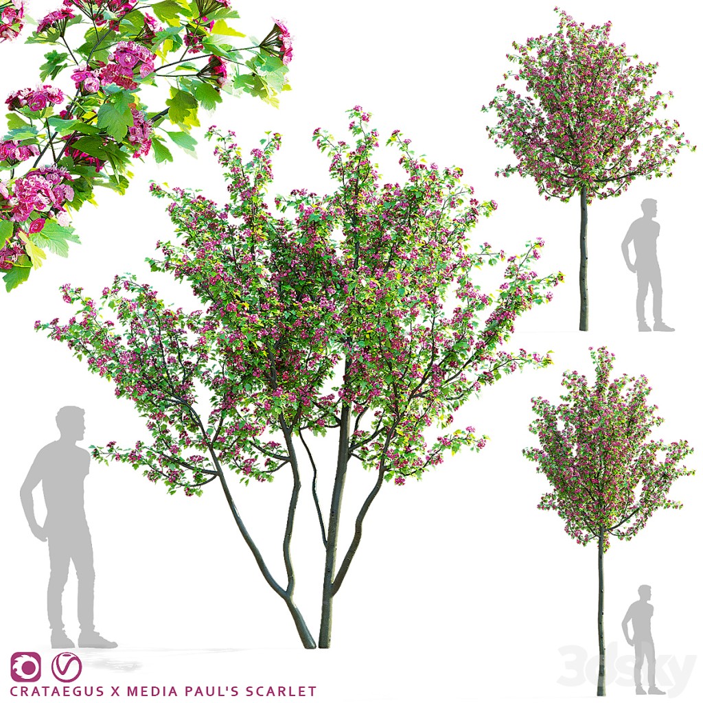 Common hawthorn trees | Crataegus x media Paul's Scarlet