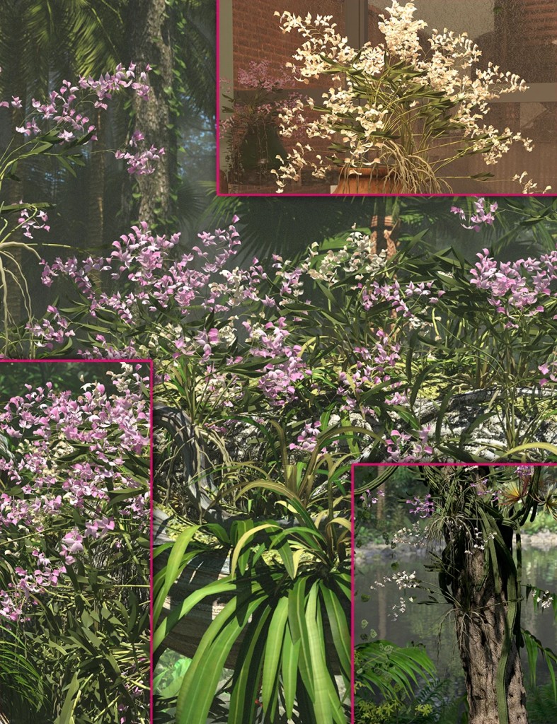 Low Res Wild Dendrobium Orchid