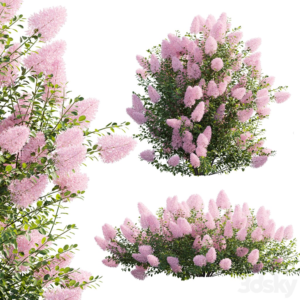 Cotinus coggygria - Smokebush 04