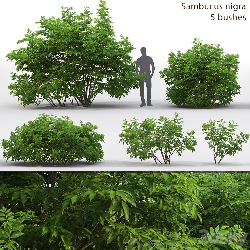 Elderberry | Sambucus nigra # 3