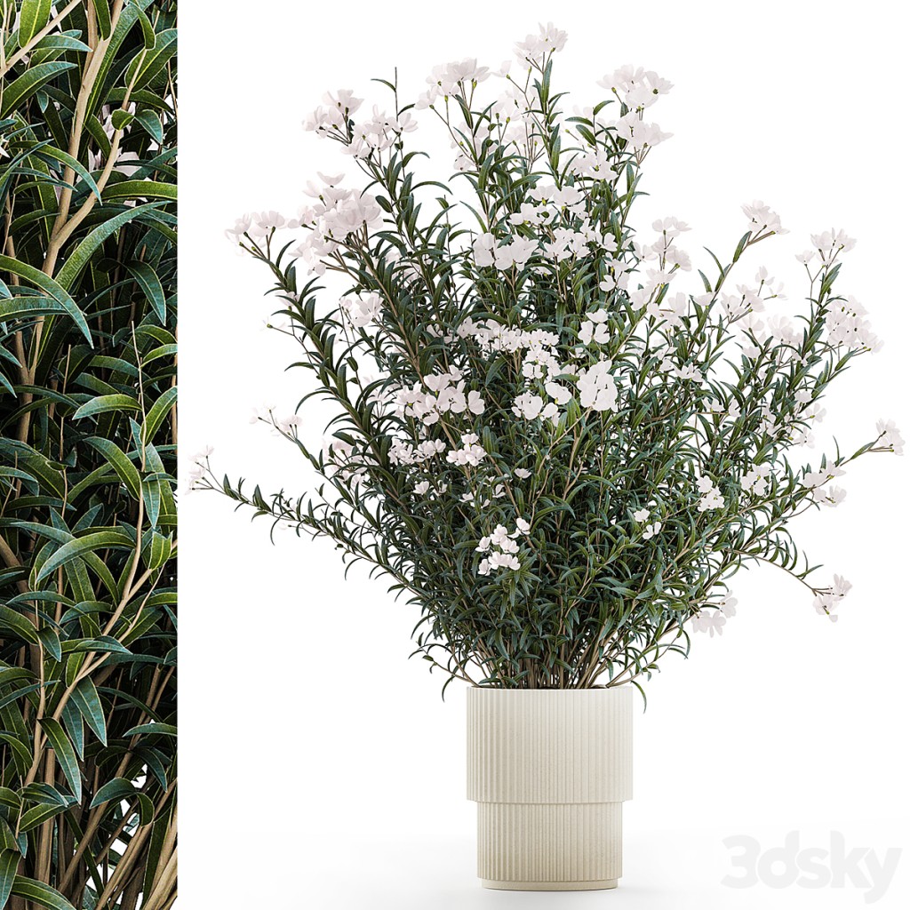 Plants for the garden in white modern pots with flowering bushes of white flowers Oleander, Nerium. Set 1361.