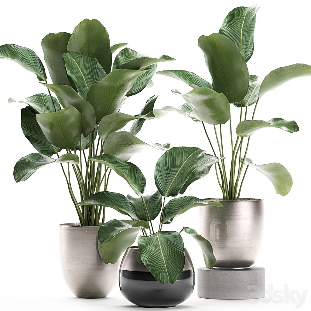 A collection of beautiful small exotic plants in a pot of Kalatea lutea. Set 683.