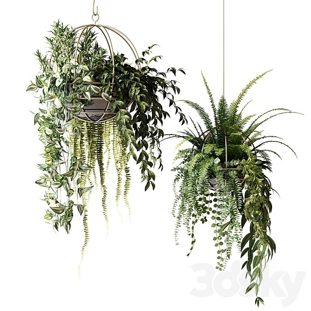 Compositions of ampelous plants in hanging pots # 3