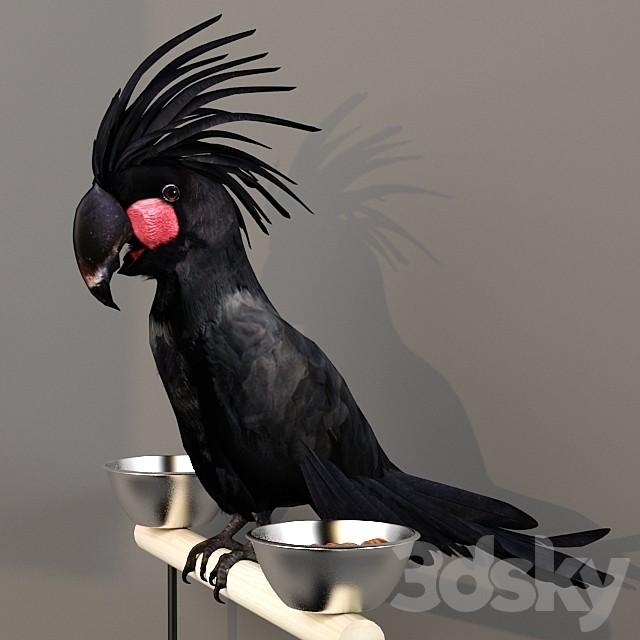 Black Cockatoo. Probosciger aterrimus