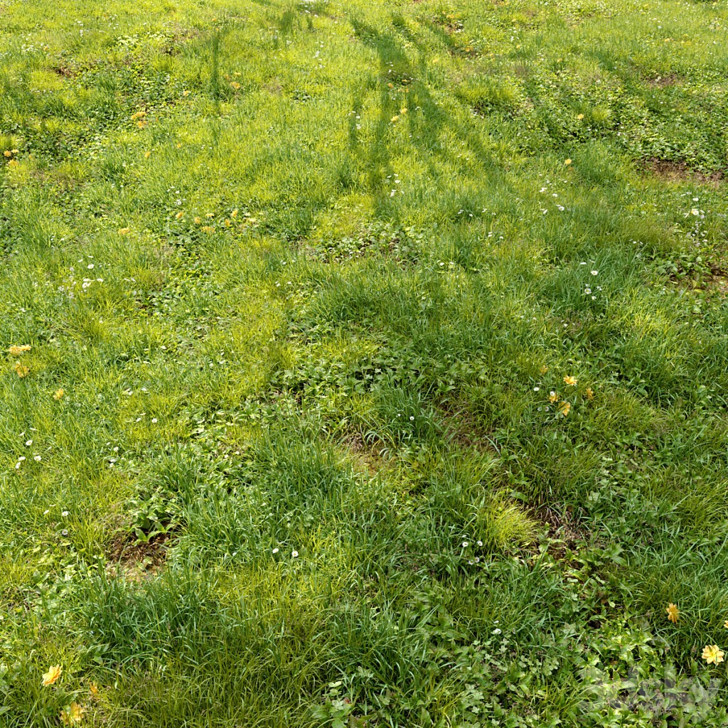Meadow 3