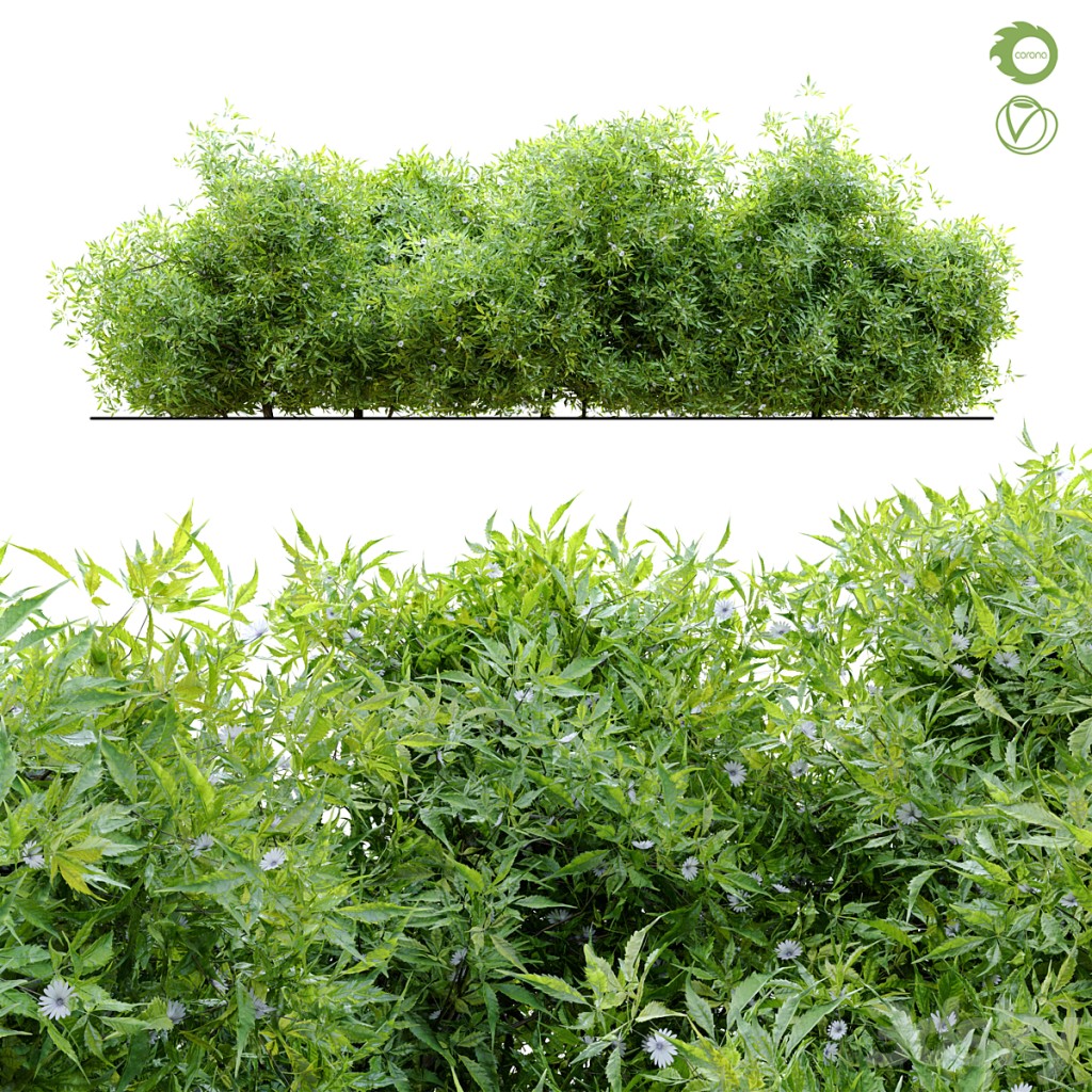 Bush 4