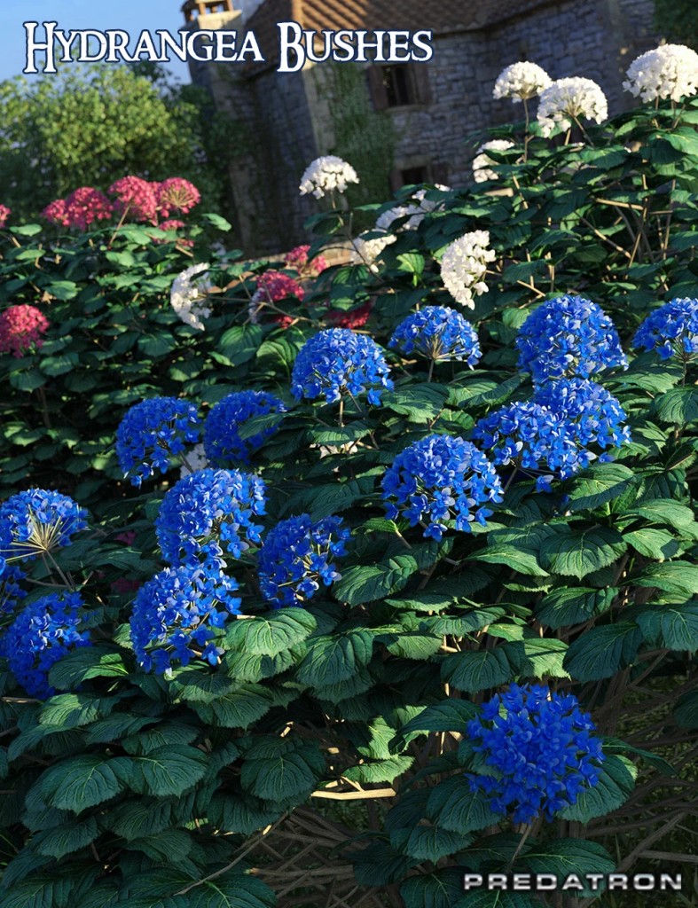 Predatron Hydrangea Bushes
