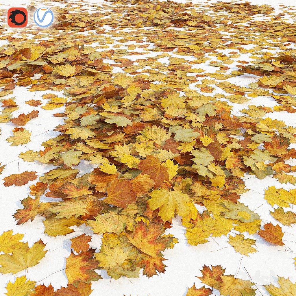 Autumn maple leaves