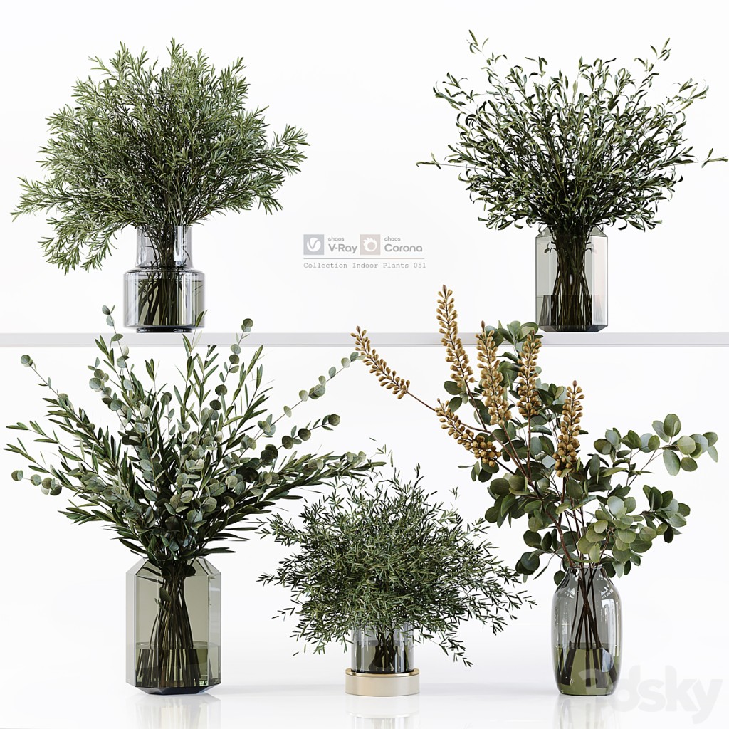 Collection Indoor Plants 051