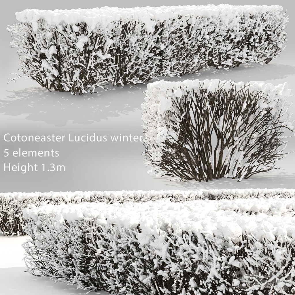Cotoneaster lucidus. Winter hedge # 3