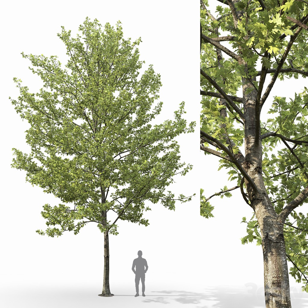 Quercus