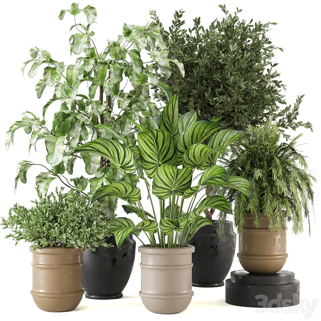 Indoor Plants Collection - Set 358