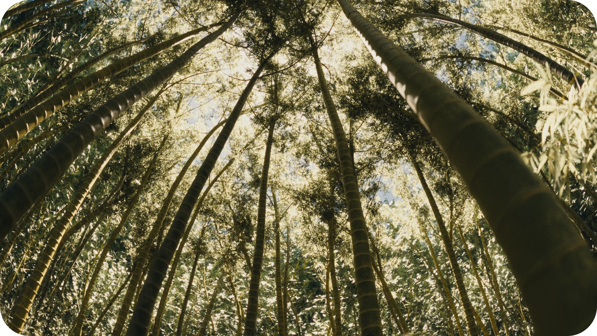 Blender Forest Generator