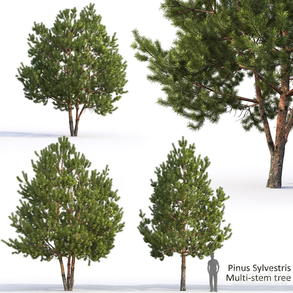 Pine