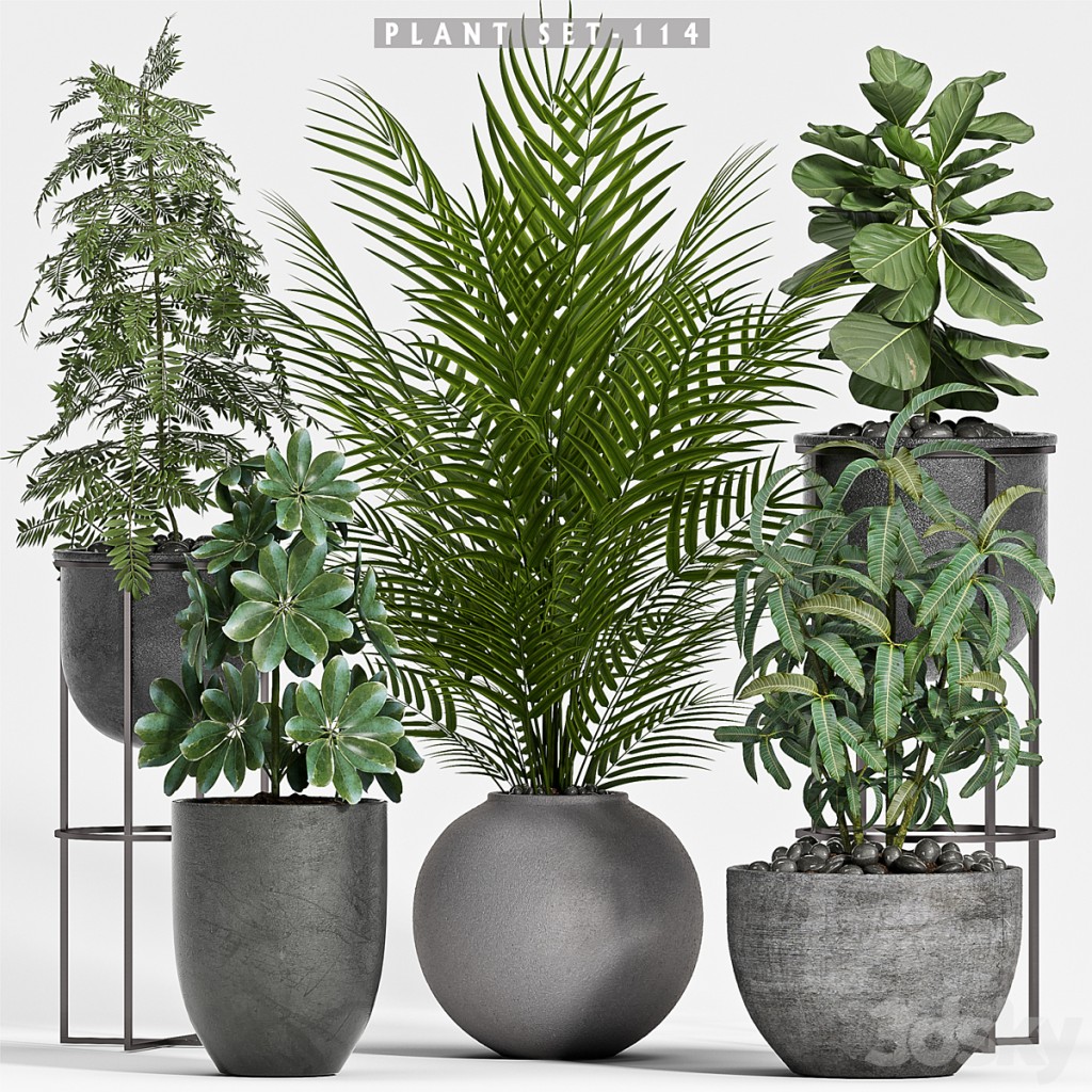 plant set-114